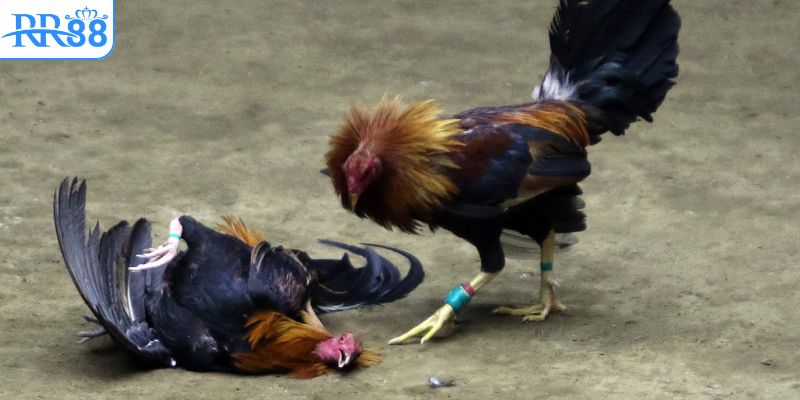 bo-tui-bi-kip-da-ga-sieu-hay-cho-nguoi-moi