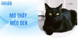 mo-thay-meo-den