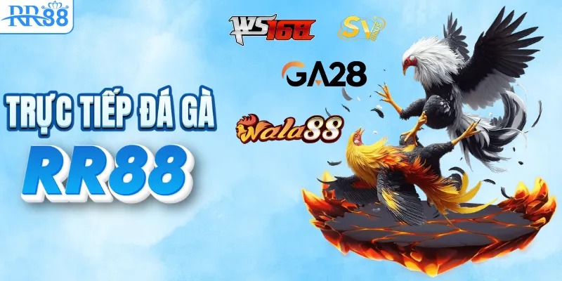 TRANG CHỦ RR88 21 Đá gà lịch thi đấu mới nhất